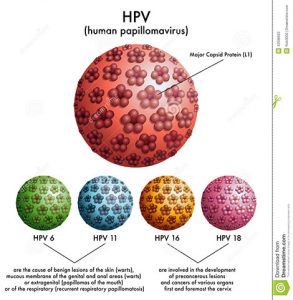 human papilloma virus